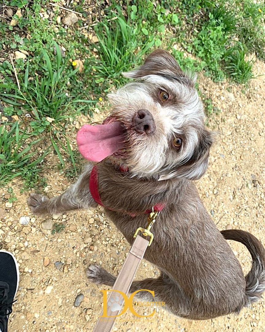 DC Dog Sitter tweet media