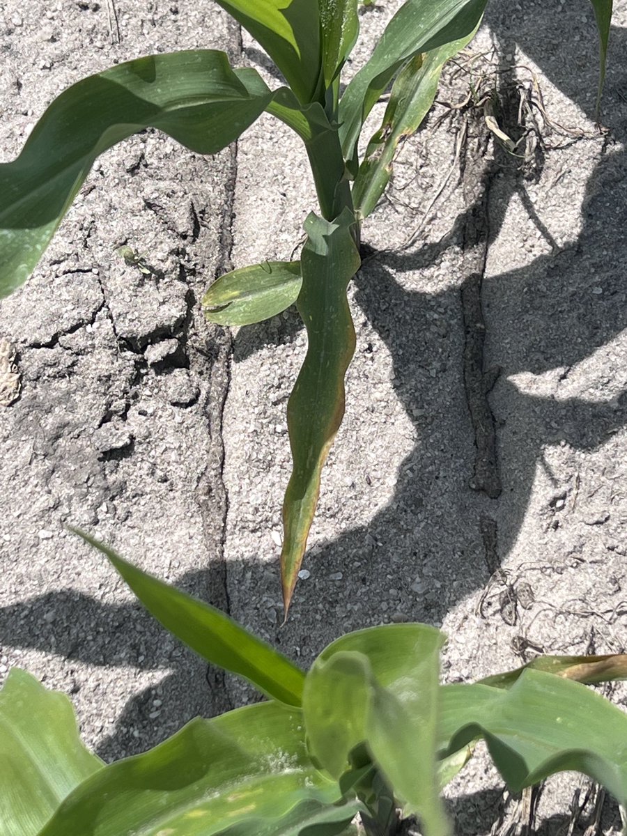 Sidhu_Agronomy's tweet photo. Moved to our second on-farm demonstration farm side-dressing N with Miller ‘High Boy’. Precision N application within 2 inches from the plant reducing potential losses and improved uptake. Learn more @nfrec_sv @ufifasnfrec #PrecisionAg #NitrogenMgmt #WaterQuality https://t.co/pR0aWRUfTM