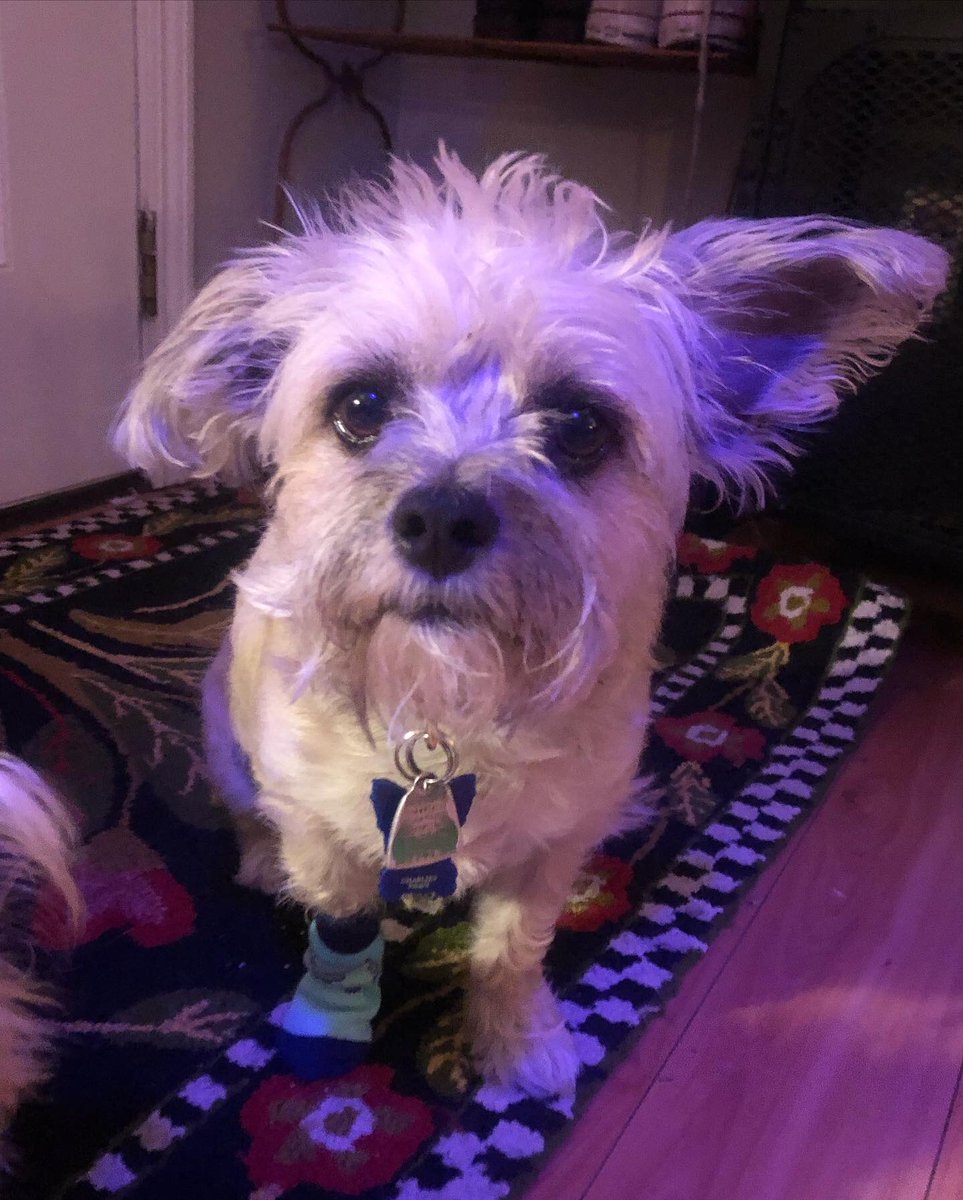 Can I Pet Your Dog? tweet media