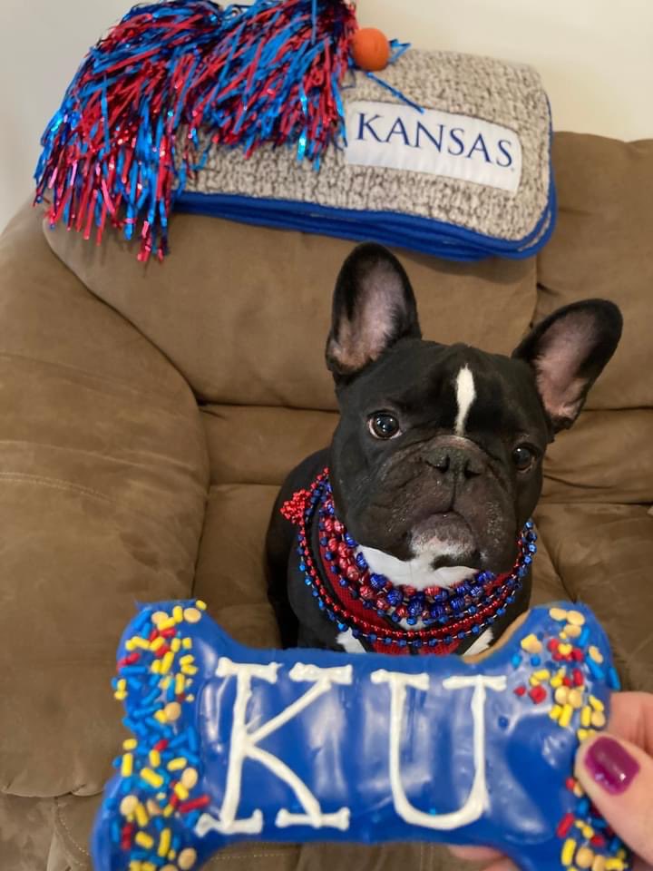Jhawk96's tweet photo. #AdonisTheFrenchie celebrating his 4th birthday with a KU-themed party. Gotta keep the celebrations going this week! #RockChalk #LFKpets #PetsLFK #frenchie #frenchbulldog https://t.co/4ov8Ndqlg3