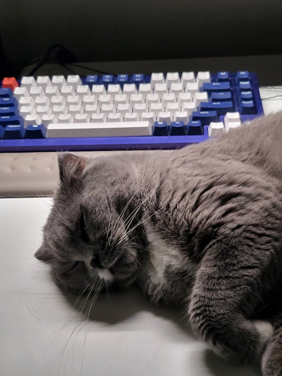 koobitor's tweet photo. Cat therapy #cat #therapist https://t.co/XiHXYC5QXM