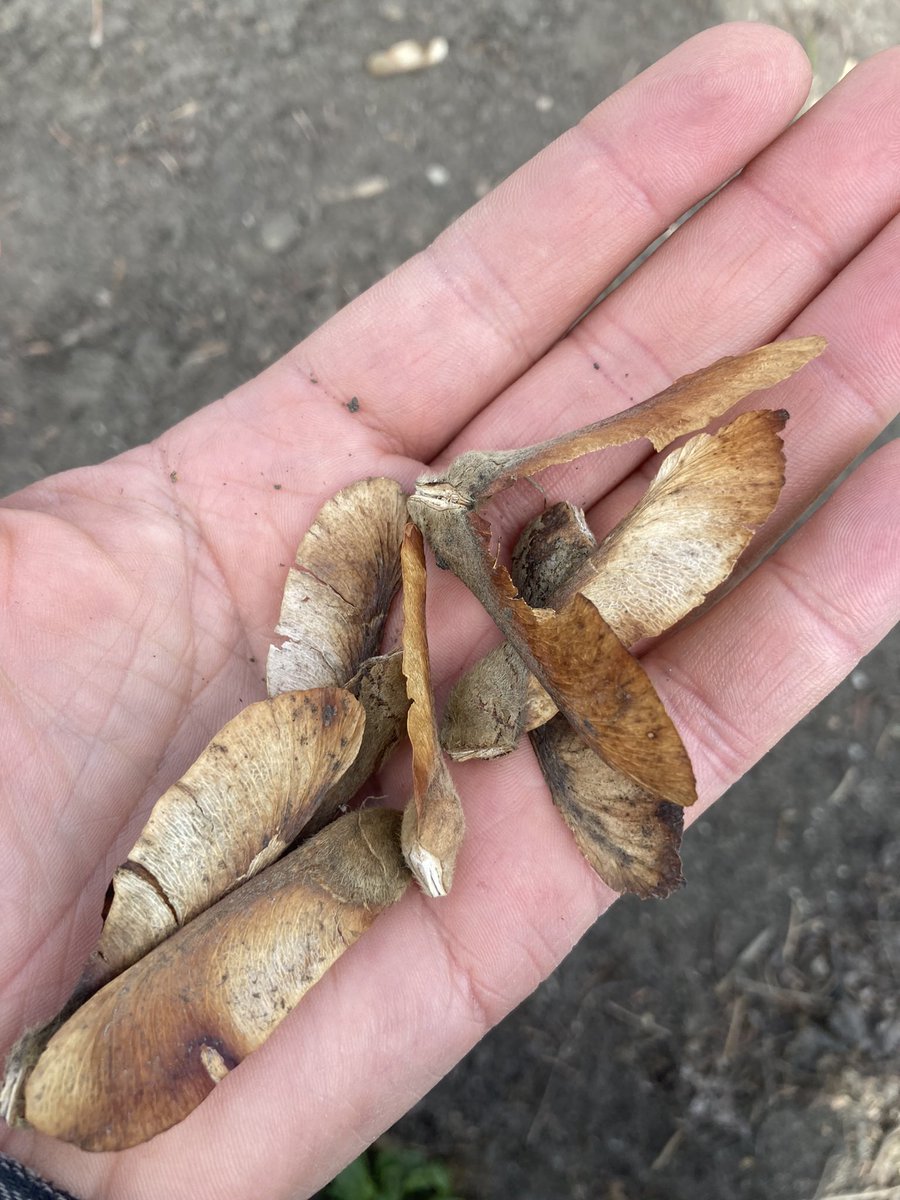 DustinBajer's tweet photo. Another #yegtree find - paperbark maple (Acer griseum) - in Forest Heights.

I left a note in the mailbox, and the owner has given me permission to swing back and gather seeds. I’d love to grow them out with the @shrubscriber community. https://t.co/hVt6zYXkWP