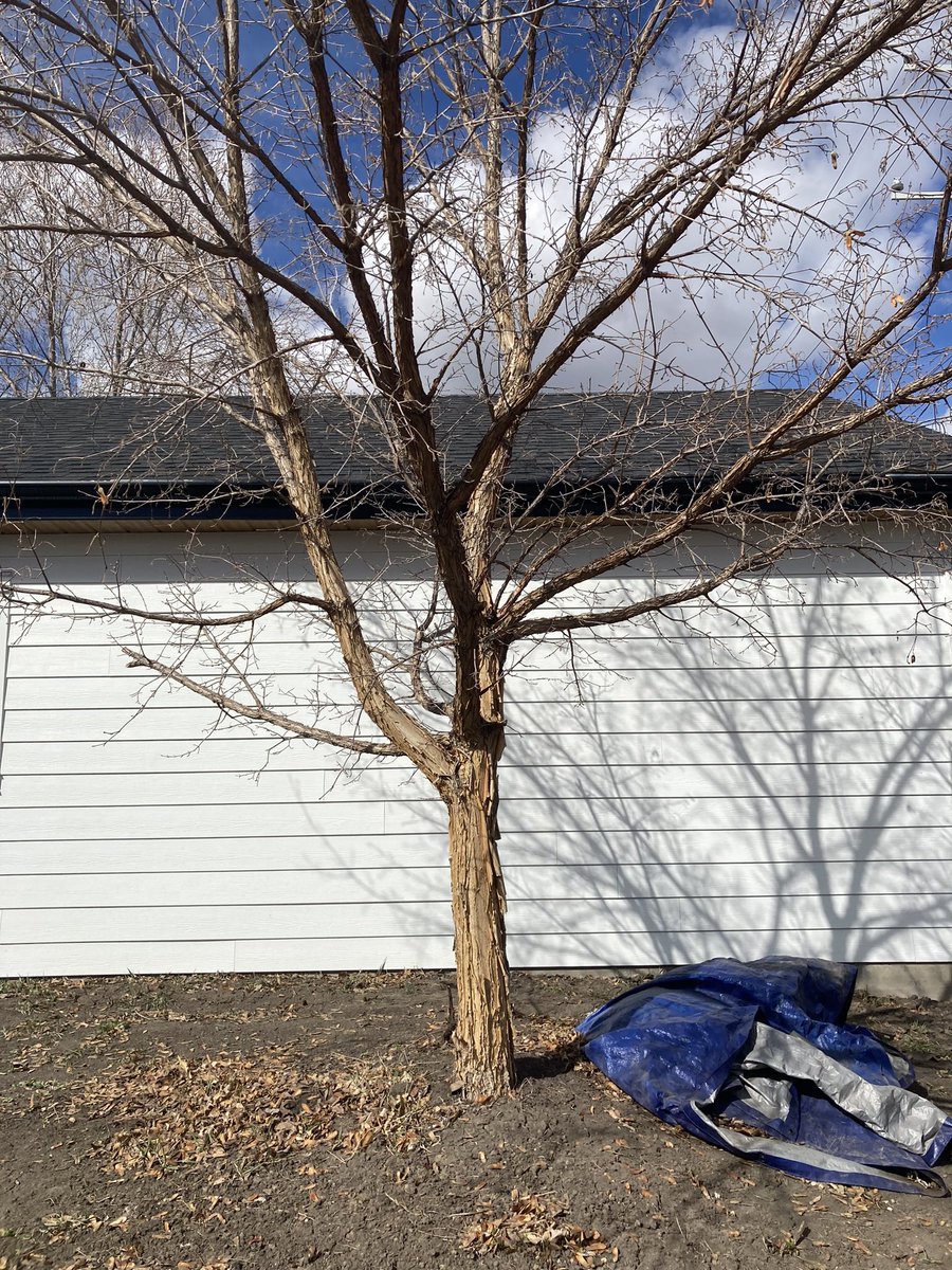 DustinBajer's tweet photo. Another #yegtree find - paperbark maple (Acer griseum) - in Forest Heights.

I left a note in the mailbox, and the owner has given me permission to swing back and gather seeds. I’d love to grow them out with the @shrubscriber community. https://t.co/hVt6zYXkWP