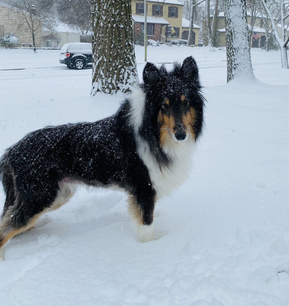 phillysean317's tweet photo. #RIPWinston You were a great dog. #AllDogsGoToHeaven 🙏🏻 https://t.co/A9NmbpH2Yb