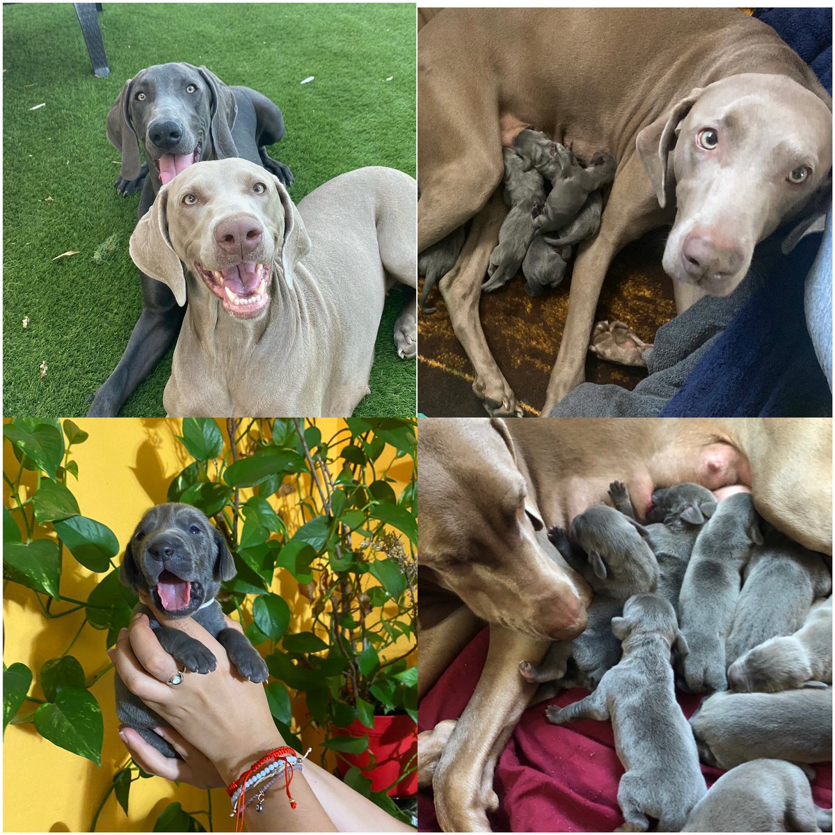 _emm29's tweet photo. Weimaraner puppies for sale
looking to find a home for these puppies! Purebred, 9 puppies.
Born on 03/28/2022
4 females
5 males 
Dm for price! Please help me RT if this comes to your TL 🐾 https://t.co/FsTXKNRtyW
