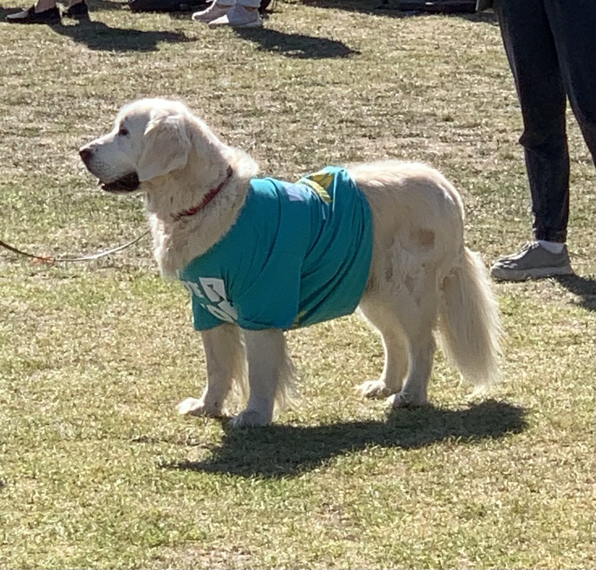 julian_keil's tweet photo. @GoldsteinVoices I did notice a few #Dogs4Zoe out and about on the weekend, maybe that was it? ๐ค https://t.co/QGMofzBh9F