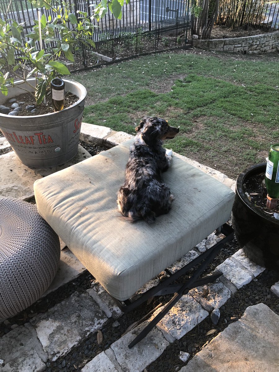 HarlequinPets's tweet photo. Winnie in the #GoldenHour #Austin #MaryStreetFarm #AustinDogs #DogsOfAustin https://t.co/2UVq2WUdnu