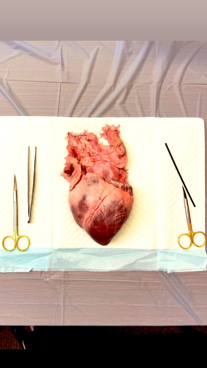 Emily Teeter, MD, FASE tweet media