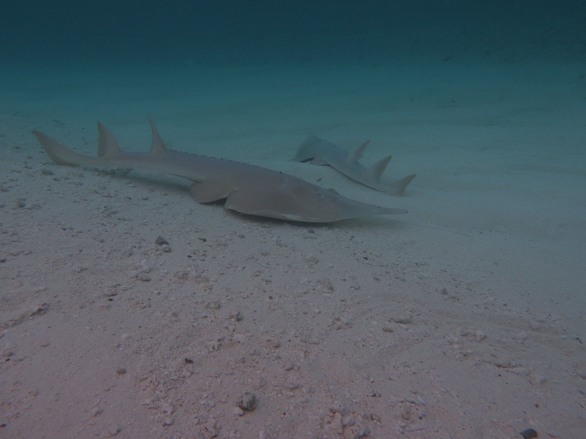 SharkColin's tweet photo. Congratulations to the @SharkRayFund on 5 years of making a huge difference in conserving #SharksAndRays

You can read their Impact Report and find out more here: https://t.co/b1XDtWTRv7
#SharkConservationFund #OurOcean #OurOceanPalau https://t.co/qCnANjULk7