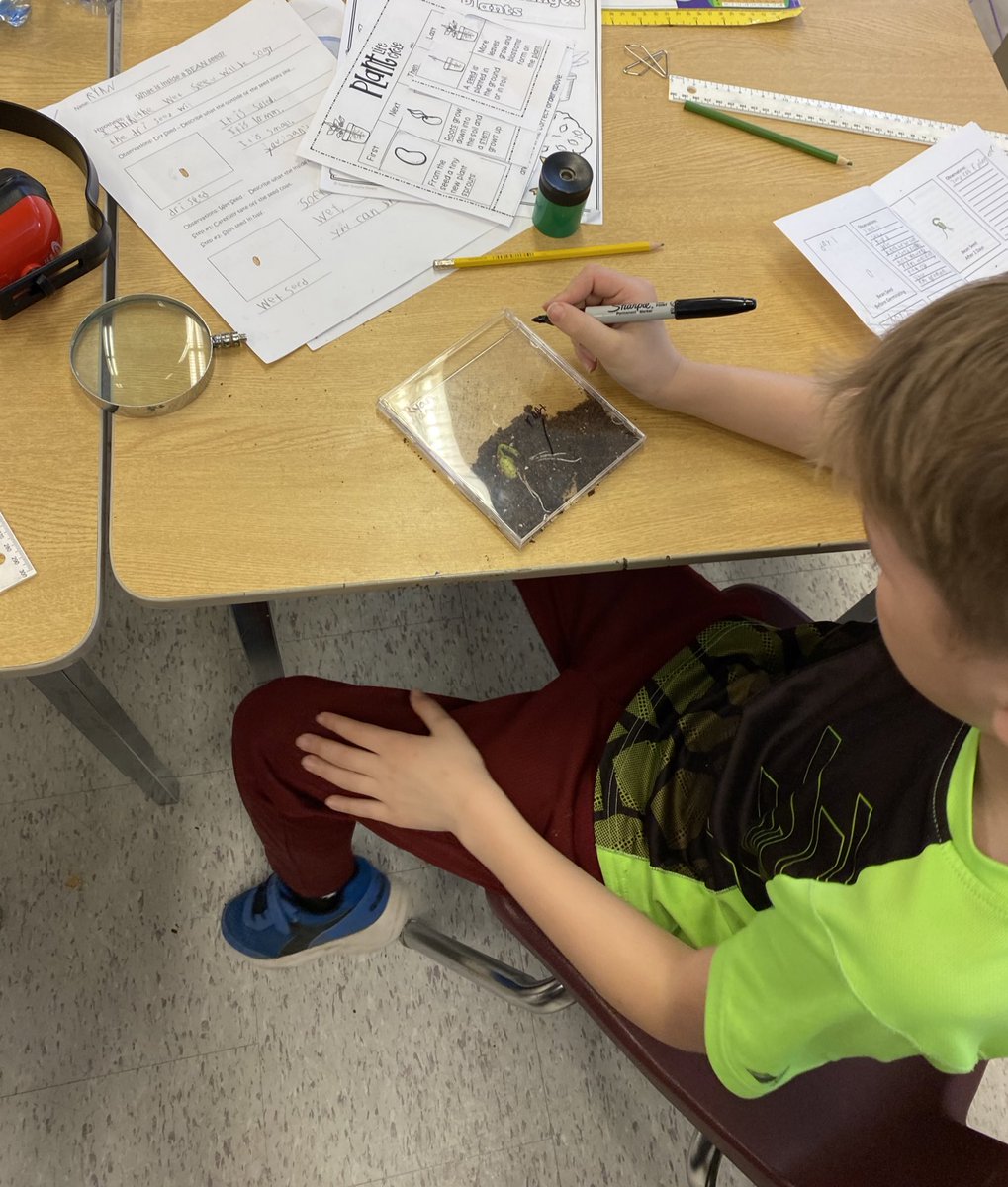 MrsWakem's tweet photo. First year germinating πͺ΄ our seeds in a recycled CD case. Perfect for observations and for writing on! #Labels #Grade3Science @SDStampeders #TVDSB https://t.co/KofV9aALLl