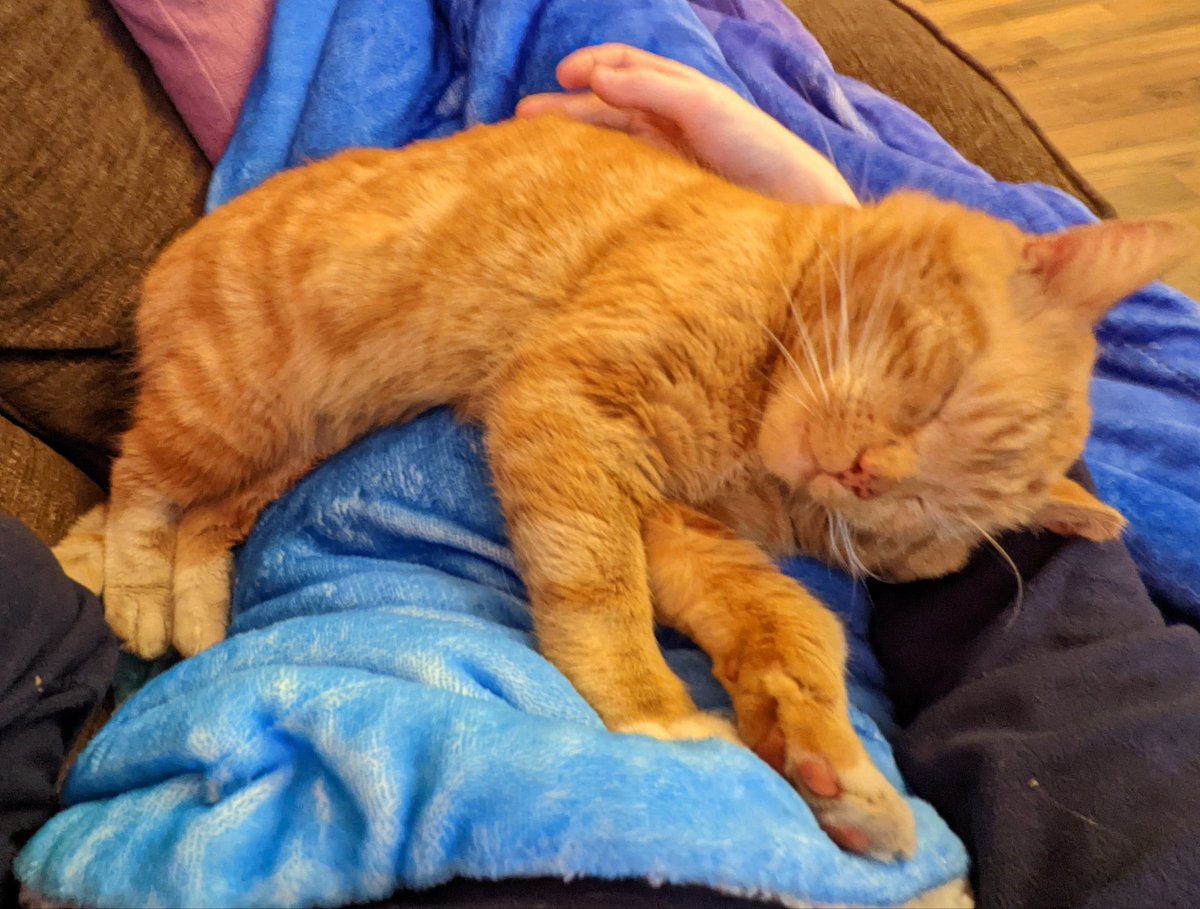 Bilbo lies sprawled across his mum's lap as they rest together on the sofa. His eyes closed, he thinks to himself "I'm warm, I'm safe, I'm happy!"