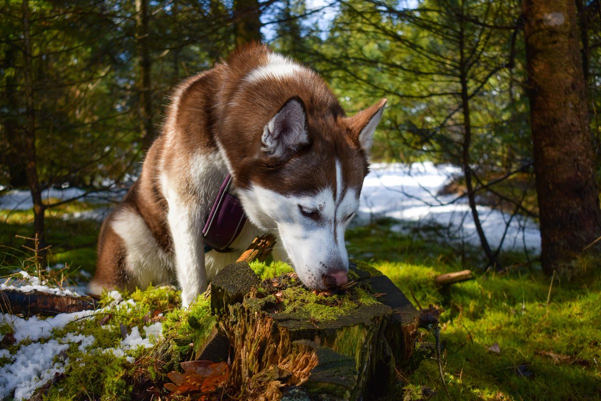 In a world full of daisies. Be a wildflower 🌸

#DogsofTwittter #Twitterdogs #unique