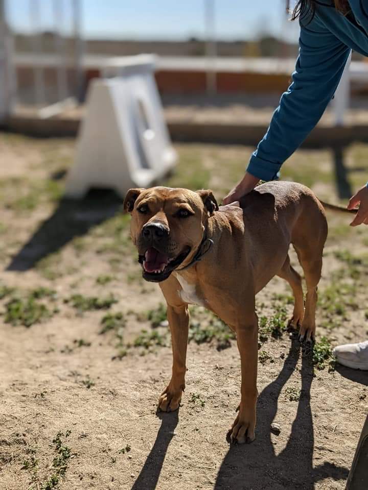 Cuando adoptas un perro (o ángel sin alas, que es lo mismo) no solo cambia su vida, también cambia la tuya,y te puedo asegurar que para bien.
Estos tres ángeles sin alas esperan una familia. Escribe a:
info@amaneceranimal.soy
#AdoptaNoCompres 
#angelessinalas