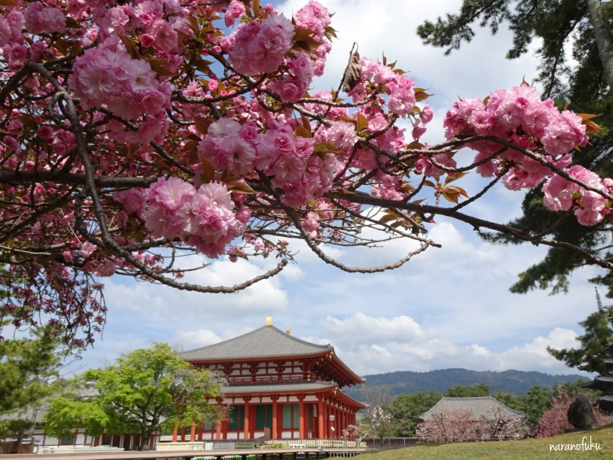 fuku_musuko's tweet photo. 興福寺、八重桜が綺麗です。#奈良 #桜 https://t.co/TBmQeZnpkg