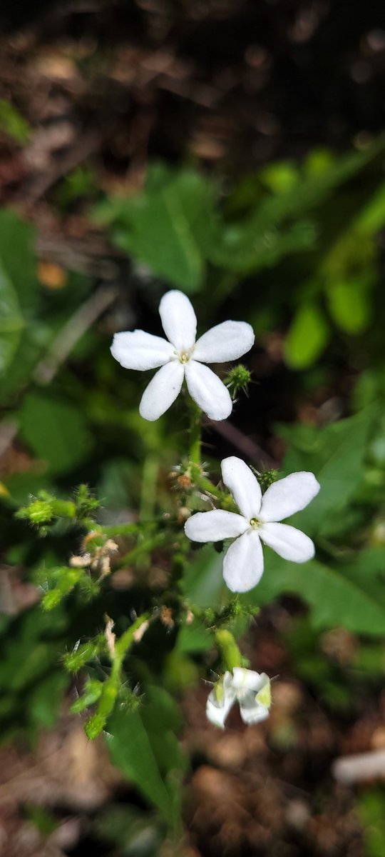 conservNP tweet picture