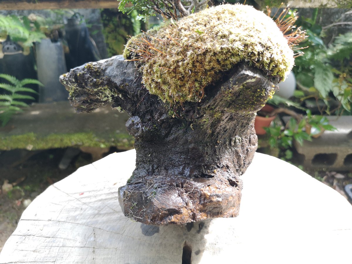 石付の石を掃除。この石は沢で拾った石で加工などはしていない。地元の物好きの間では、抹香石などと呼ばれているが、詳しくは分からない。