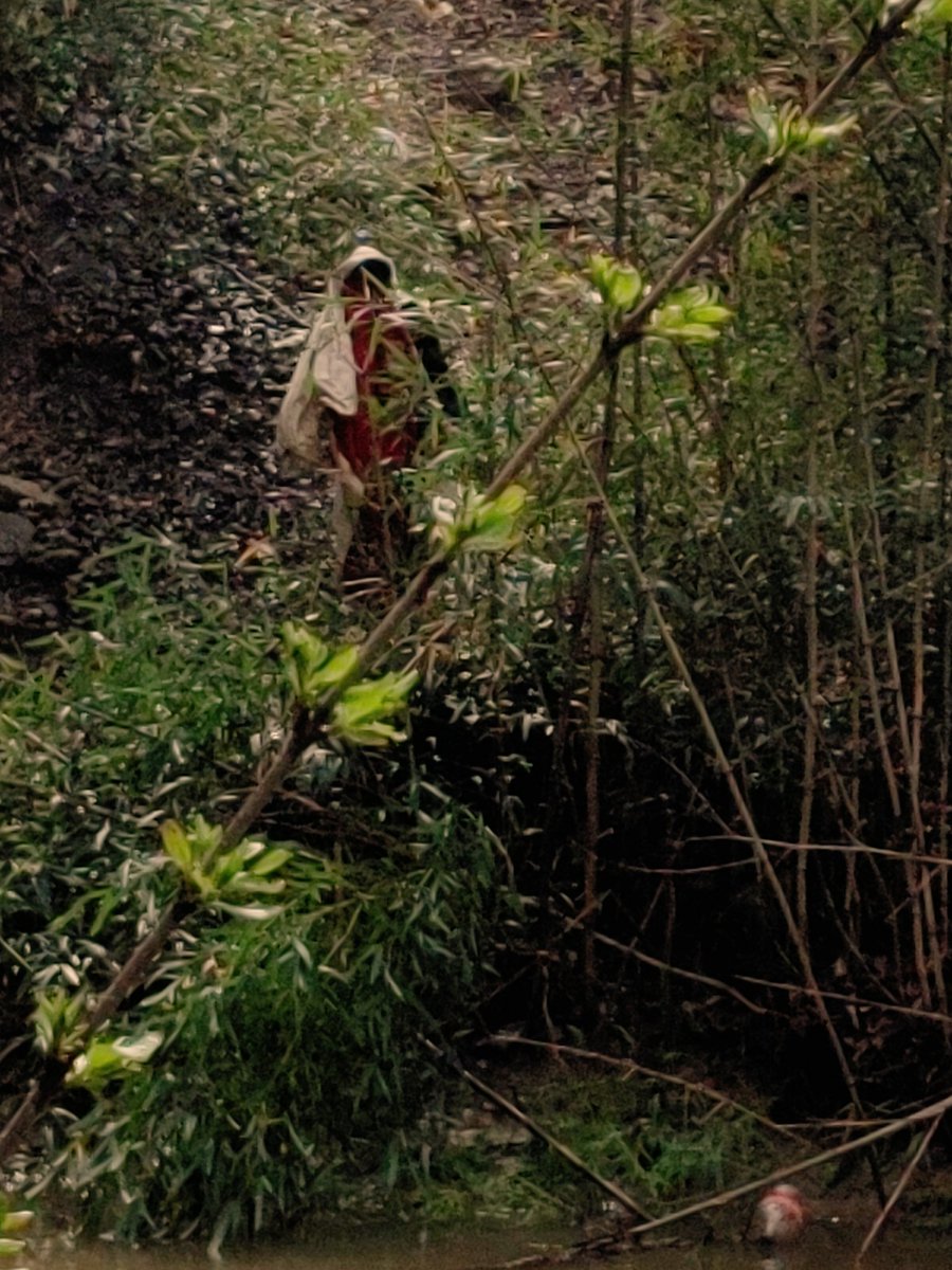 OCORKnox's tweet photo. Someone put this makeshift #scarecrow in besides the creek.

#creepy #thirdcreekgreenway #Knoxville  #photography #cryptid  #creepyart #creepypasta #goth #paranormal #spooky #HorrorCommunity #HorrorFam #oldcity https://t.co/2LwS4BbznJ