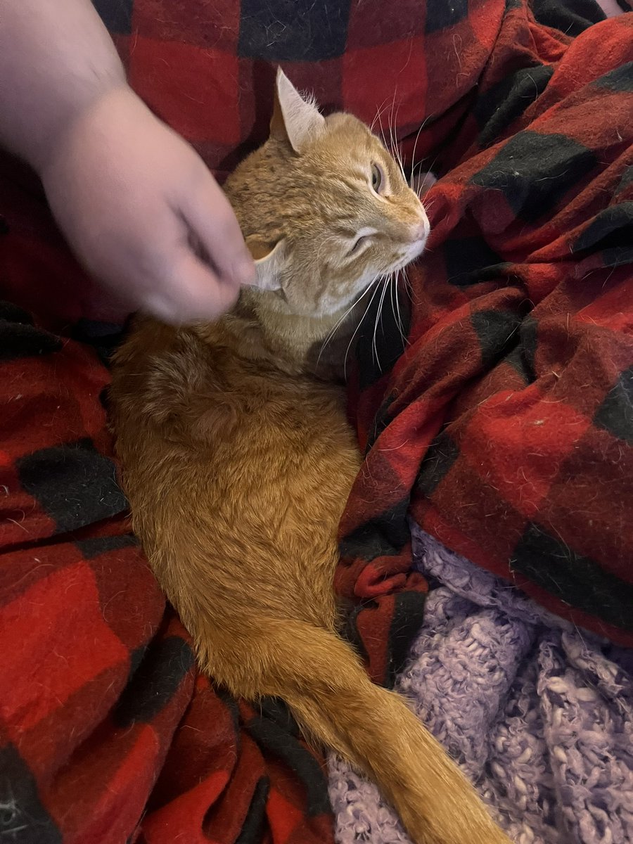 TeamFreeCats's tweet photo. @thegoodcatboy Me too!! https://t.co/9GjKUQlrCG
