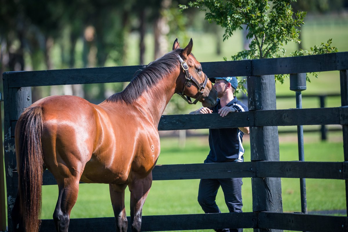 kiaorastud's tweet photo. Resident dual Group winning 2YO Prague is looking incredible ahead of his second season at stud 🔥

Fee announcement coming soon...

#KiaOraStallions https://t.co/4BaC8EPyyX