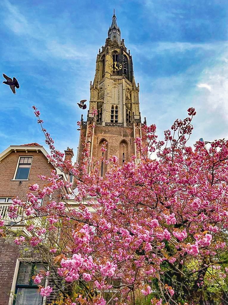 csleclub's tweet photo. 🇧🇪 / 🇳🇱 Croisière : Anvers - Amsterdam. Delft au printemps.
#Delft #Voyage #photooftheday #picoftheday #Netherlands #PayBas https://t.co/xw5hEJVxsF