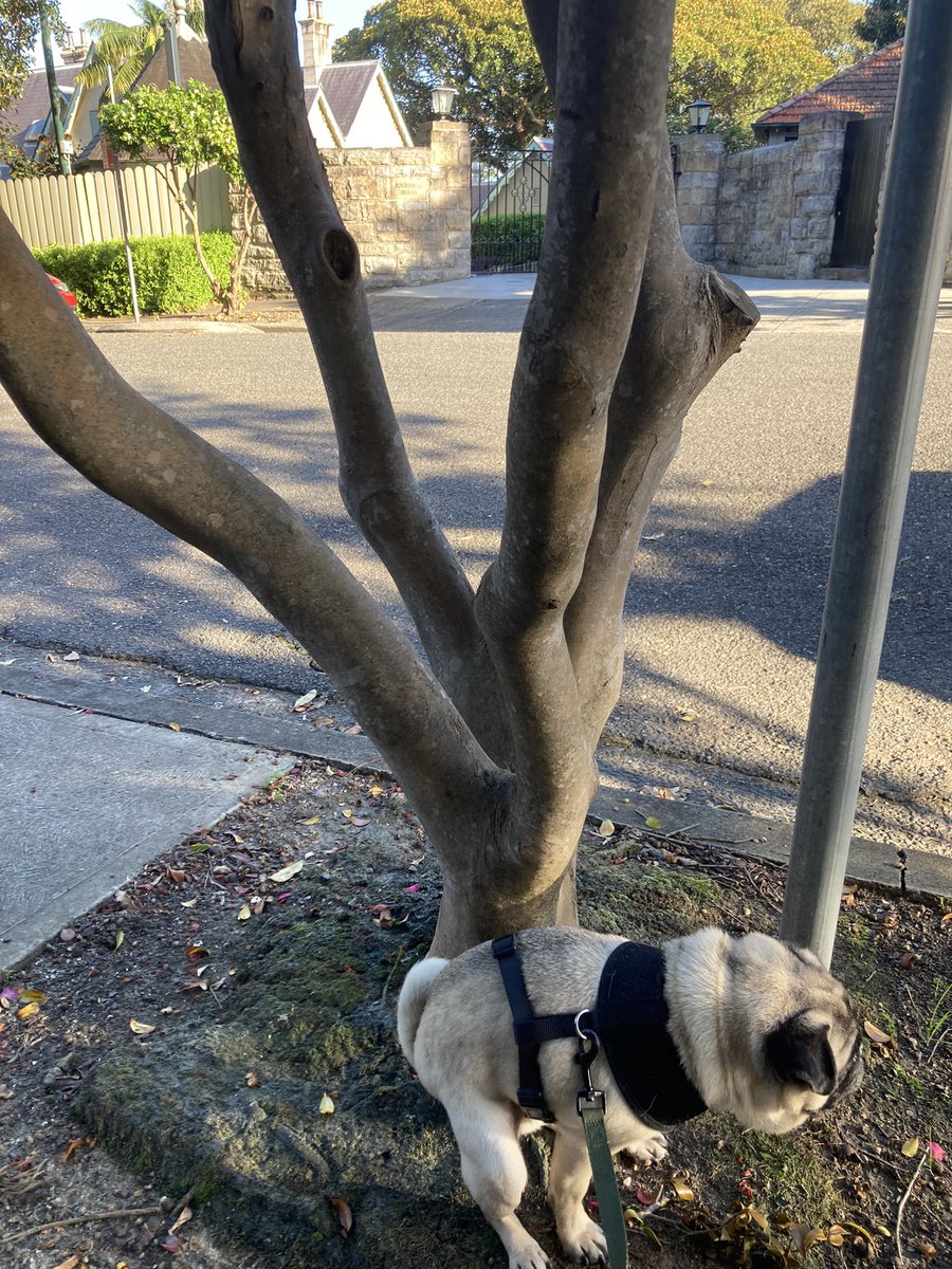 sam_squiggle's tweet image. My little fella Artie loves making new friends particularly older ones and i always try to make time for pats and stitches with them. A small thing but we all love it. He’s also a political pooch. Here he is taking a dump outside of Kiribilli house!