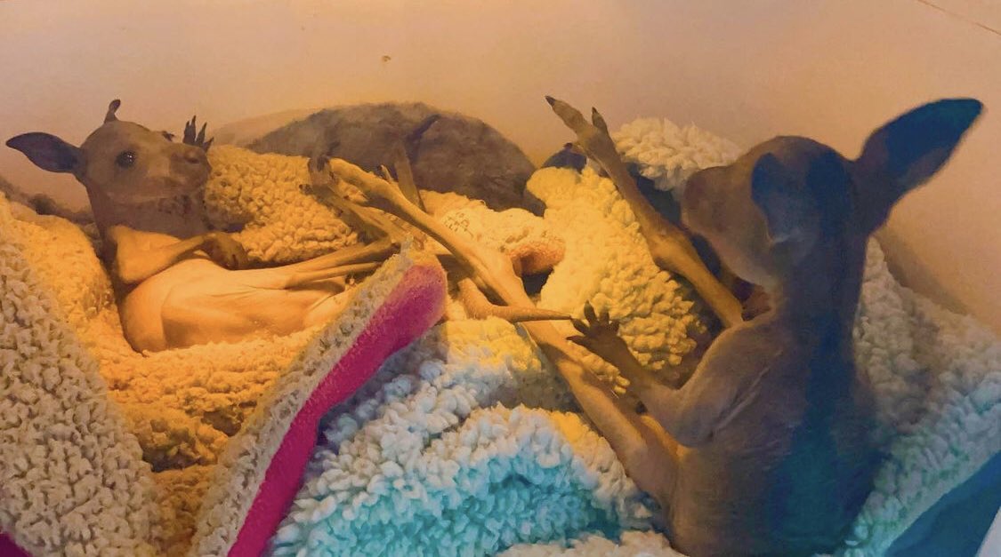 2 of our joeys who have come into care recently, having the best time with each other! 🦘💚