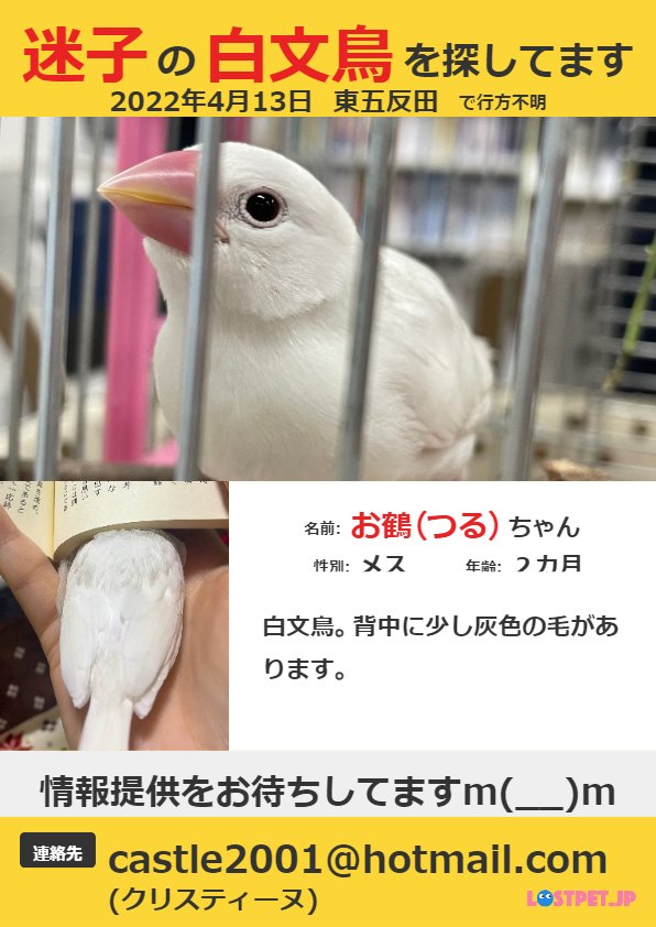 #文鳥 #白文鳥 #迷子 #探してます #東京都 #東京 #東五反田 #五反田 手乗りです。