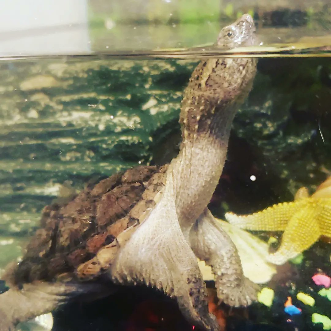sWoReptiles's tweet photo. Snap, Bite, CHOMP!
#Common #Snapping #Turtle #Reptile #Wildlife #Animal #Conservation #Scale #Nature #Shell #Creature #Dedication #Education #Protection #Facebook #Instagram #Follow #sWo https://t.co/LgHmvYLzyj