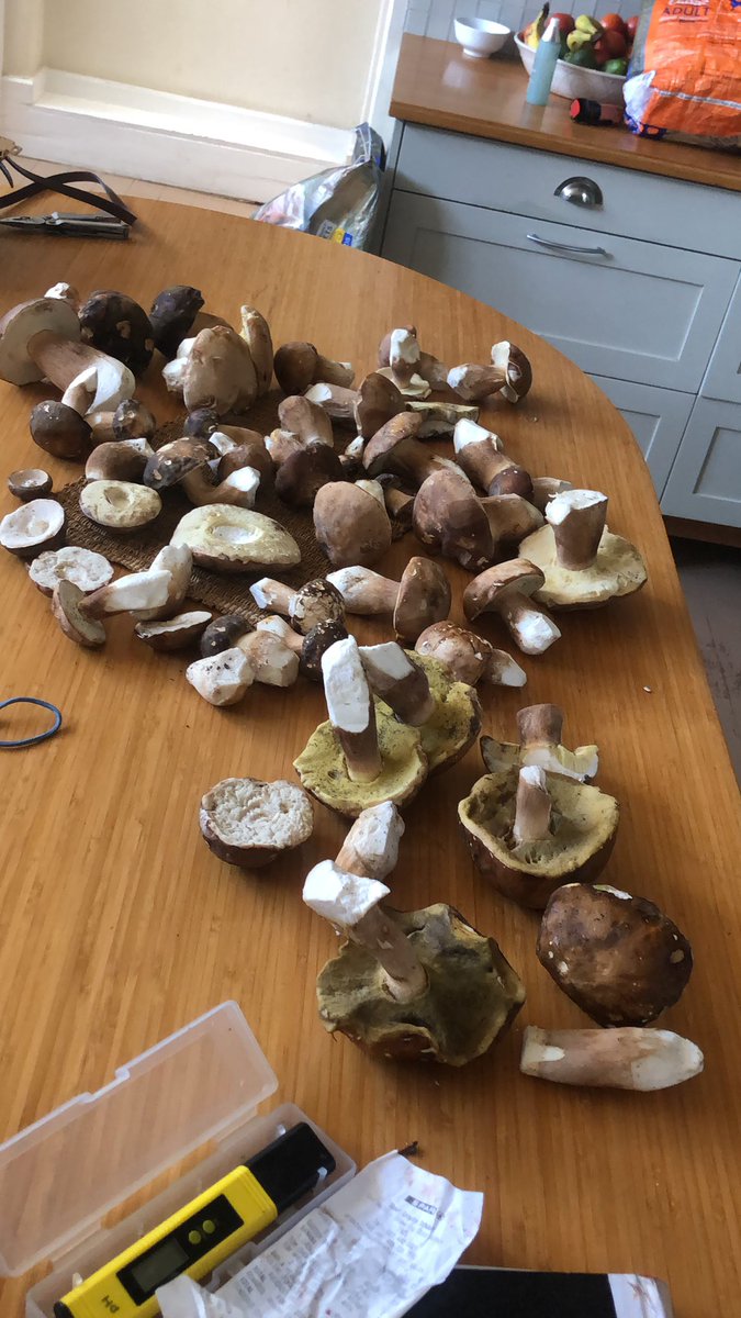 come_0ver's tweet photo. @ducklikethebird yesterday’s gathering haul https://t.co/u4RDN3PzcR