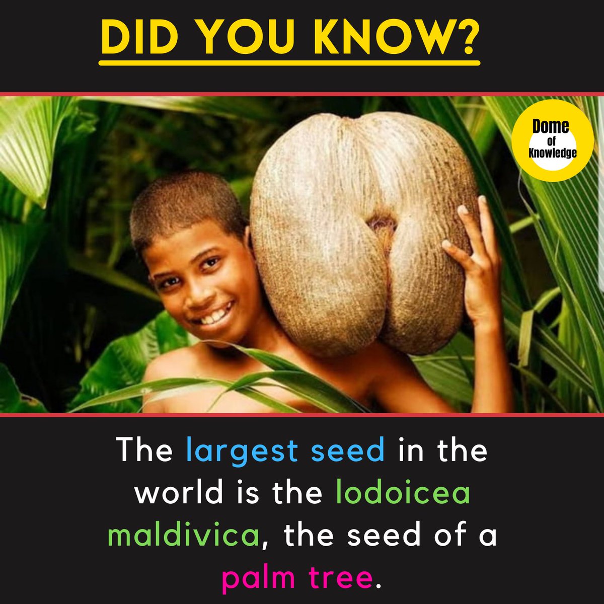 DomeKnowledge's tweet photo. Posted @domeofknowledge
The largest seed in the world is the lodoicea maldivica, the seed of a palm tree.
.
.
.
.
.
#facts #domeofknowledge #naturefact #palmtree #lodoiceamaldivica #seed #largestseed #dailyfacts #didyouknow #nature #forestlife https://t.co/htT3YrHyJl