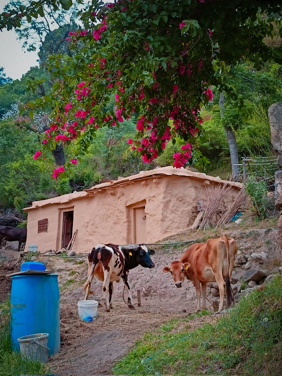 GauravShapal's tweet photo. A beautiful morning with these Himachali cows &amp; biodiversity.

A traditional shelter (known as Godha), is prepared from the mixture of #Soil to sustain optimum environment for cows, living inside. 

This community has known the essence of soil earlier. When will we to #SaveSoil? https://t.co/coTLwGzVaF