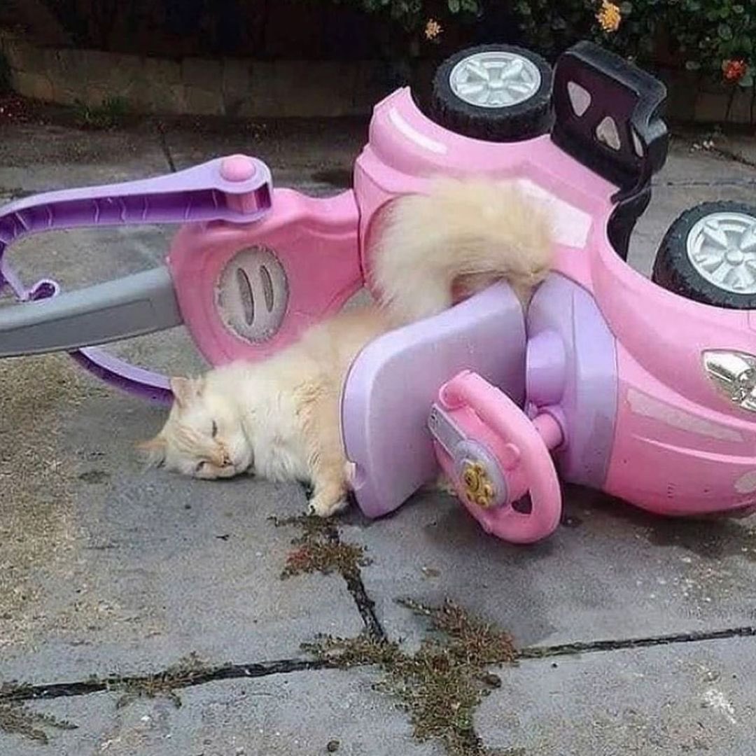 cats being weird little guys 👅 (@weirdlilguys) on Twitter photo 