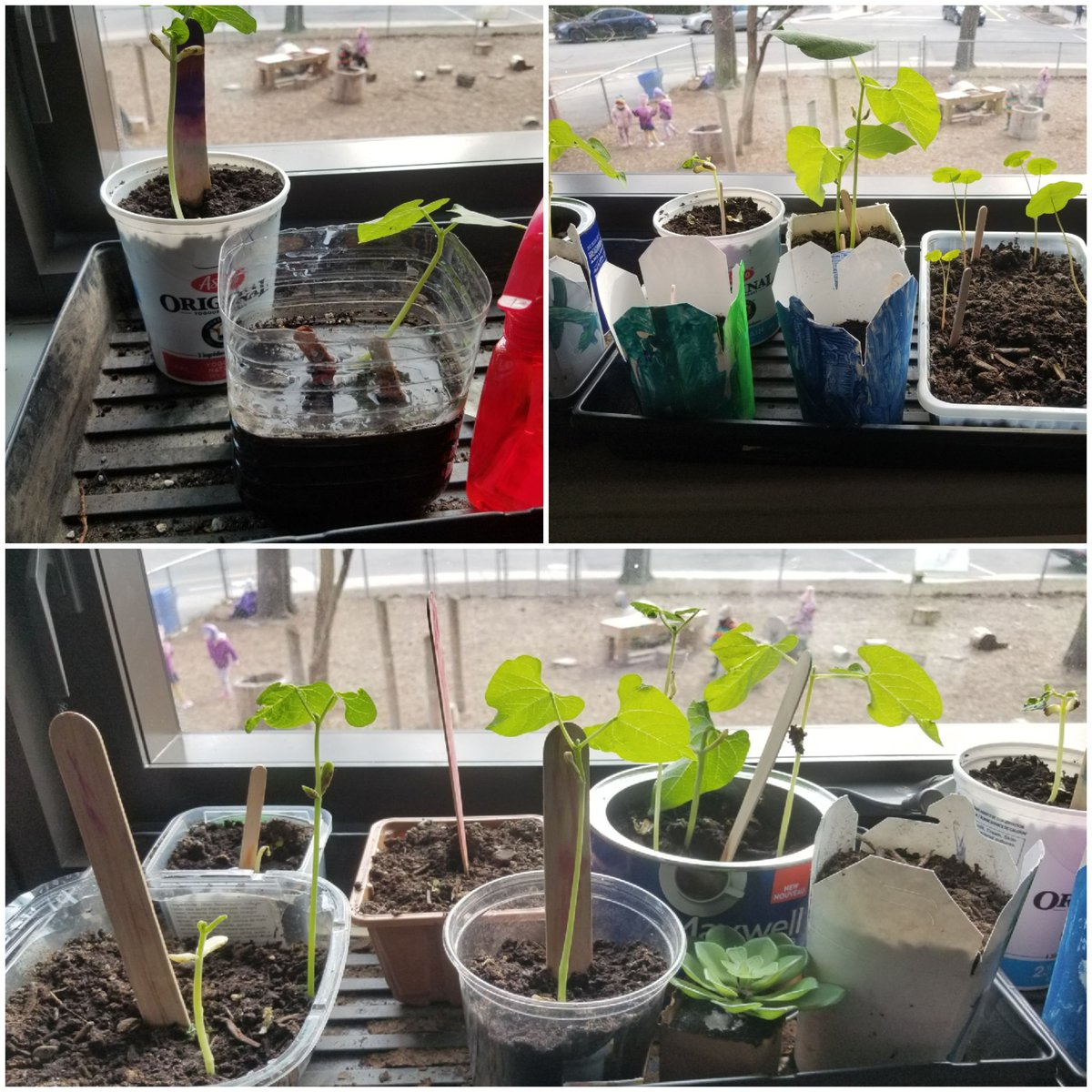 Suzy Arruda (@suzyarruda4) on Twitter photo The kindergarten children <a href="/KWSS_TDSB/">Kâpapâmahchakwêw / Wandering Spirit School</a> will check to see how many days they have been growing, and how long it takes for them to sprout.<a href="/123Coady/">Alicia Coady</a> <a href="/ChrustyTina/">Christina Dumont Saunders</a> <a href="/EarlyYearsTDSB/">TDSB Early Years</a> <a href="/UIEC_Tdsb/">UIEC_TDSB</a> <a href="/tdsb/">Toronto District School Board</a> The kindergarten children <a href="/KWSS_TDSB/">Kâpapâmahchakwêw / Wandering Spirit School</a> will check to see how many days they have been growing, and how long it takes for them to sprout.<a href="/123Coady/">Alicia Coady</a> <a href="/ChrustyTina/">Christina Dumont Saunders</a> <a href="/EarlyYearsTDSB/">TDSB Early Years</a> <a href="/UIEC_Tdsb/">UIEC_TDSB</a> <a href="/tdsb/">Toronto District School Board</a>