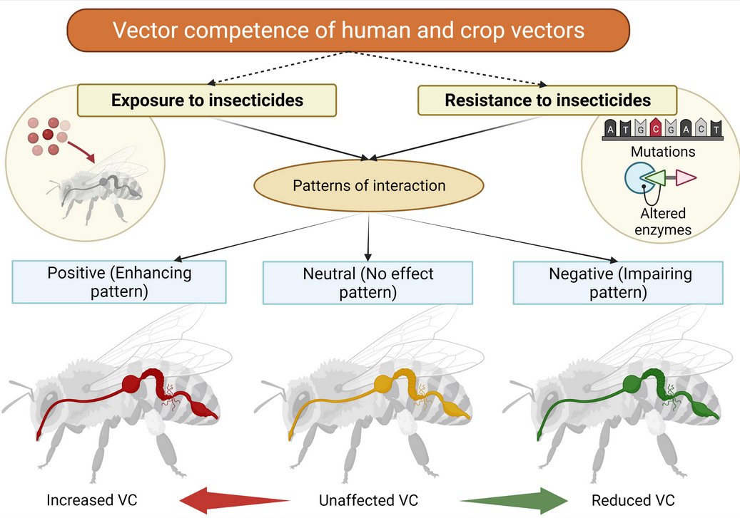 Insects_MDPI's tweet photo. #mdpi #insects Paper Published
📚"Assessing the Impact of Insecticide Resistance on Vector Competence: A Review"
🎓by Adriana E. Flores et al.
👉Access the paper: https://t.co/4AujCi5hYc
#insecticideresistance #vectorcompetence https://t.co/XSPrq951J3