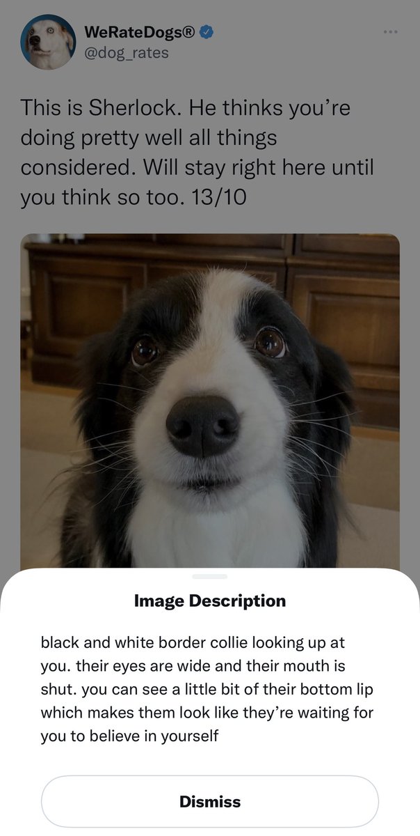 AthiraTheMoon's tweet photo. Why is this so damn adorable!!!? 

@dog_rates doing the lord’s work https://t.co/0ck9GvHmsb