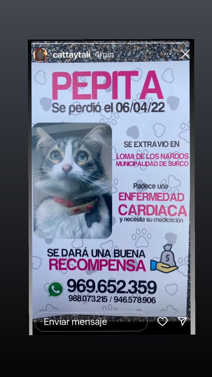 Paola310's tweet photo. Perdida en Surco el 6 de abril RT para que regrese a casa @rescate_sos @munaype @munisurco1 https://t.co/Kb3n4r3lXf