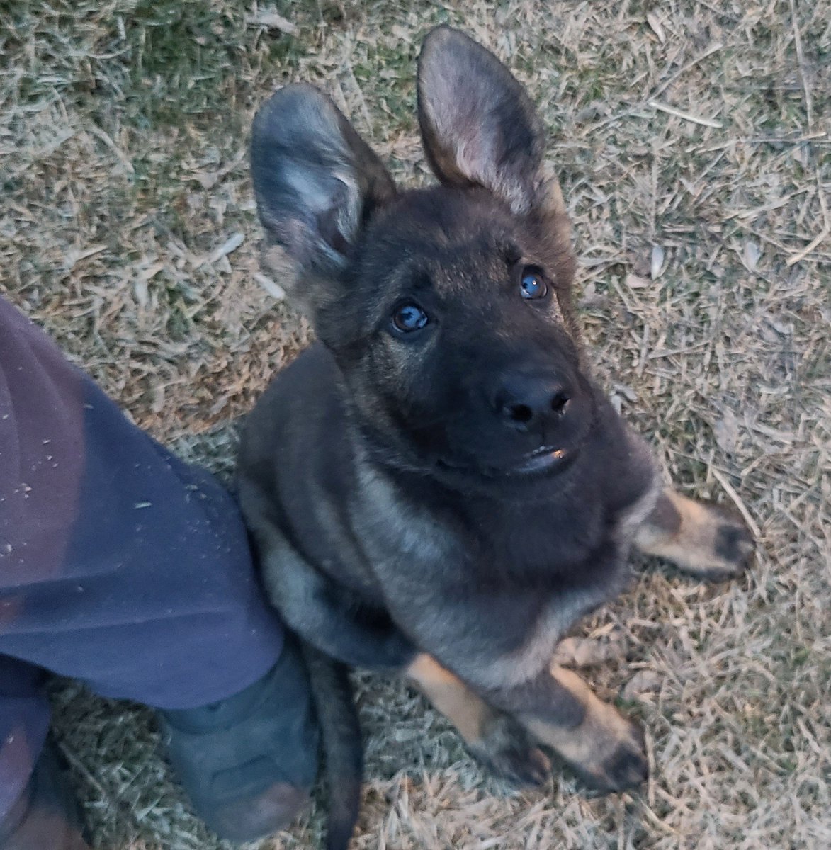 JBMEquiFarms's tweet photo. Just before dark 830pm and no snow has arrived here ....yet.
I'm sure this one will have the shock of his little world if 50+ cm falls here
#mbwx #mbstorm #manitoba #Oscar #muffit #GermanShepherd https://t.co/bZAUgdlIzn