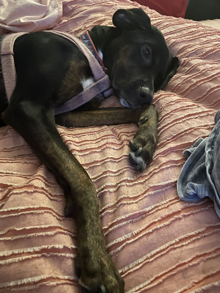 CapsGirl1985's tweet photo. @StackUpDotOrg @reavantos Sweet and needy but how can you resist the cuddles with a face like that? https://t.co/kX1sY8njJt