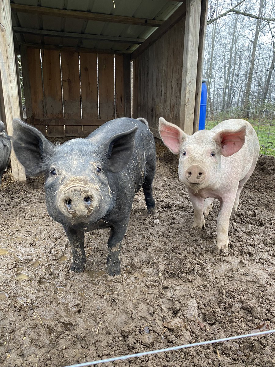 HRHAprilG's tweet photo. Pigs are growing!
#bacon #pigs #homemade #YouTuber #cute #Farming 
Follow us on YouTube. https://t.co/kxDxq9fjHH