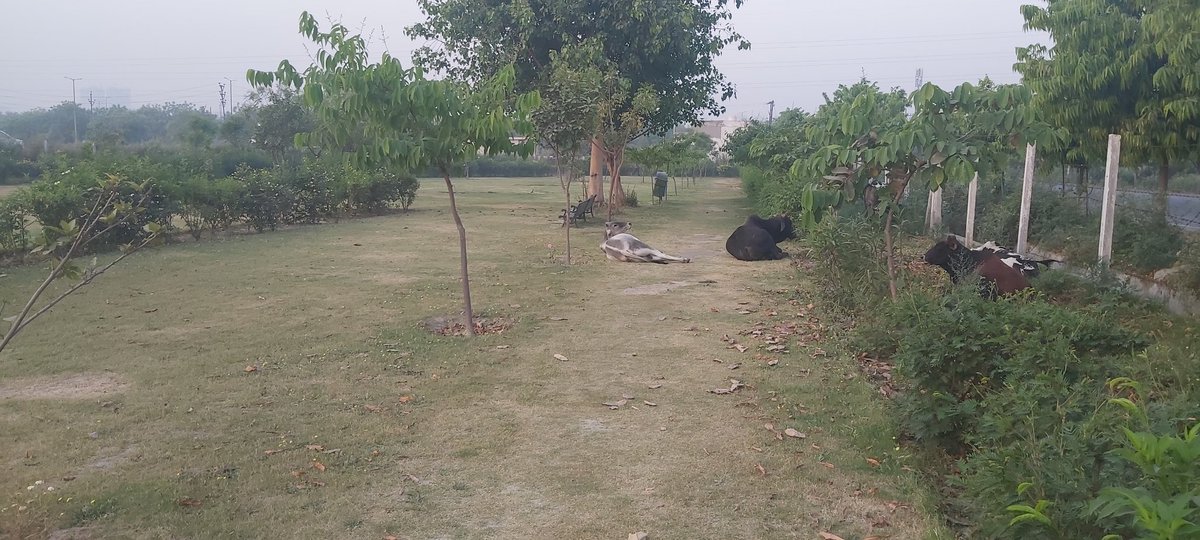 Park developed by Noida authority in front of Divine Meadows sector 108 has become Animal resting place now. No care taker since last two weeks. No watering. Grass and plants are drying up. Pls take immediate action and appoint care taker.<a href="/CeoNoida/">CEO, NOIDA Authority</a> <a href="/noida_authority/">NOIDA Authority</a>