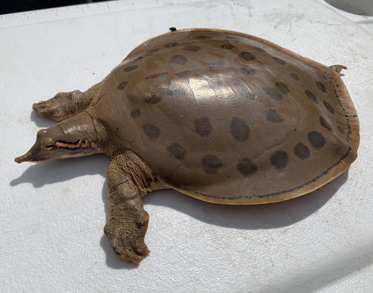 SRiderfishbio's tweet photo. Besides #paddlefish we also get #turtles in our nets. We've recently been asked to keep track of our #turtle bycatch and have caught 4 male Gulf Coast Smooth Softshell in the last few days. Handsome fellow! #Apalone #softshellturtle 🐢🐢#AlabamaRiverStreamFisherieProgram https://t.co/jjESvMOXH3
