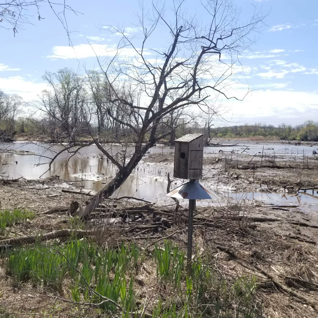 UrbanAdvSquad's tweet image. Our spring break #JuniorRangerAdventureSquad conducted a bird count along the River Trail today at @KenAqGardens. We practiced IDing birds by their appearance &amp;amp; songs, counting Black Vultures, Northern Cardinals, &amp;amp; Red-winged Blackbirds, among others. #ThisIsOutdoorLearning