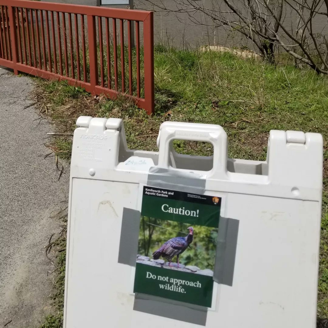 UrbanAdvSquad's tweet image. Our spring break #JuniorRangerAdventureSquad conducted a bird count along the River Trail today at @KenAqGardens. We practiced IDing birds by their appearance &amp;amp; songs, counting Black Vultures, Northern Cardinals, &amp;amp; Red-winged Blackbirds, among others. #ThisIsOutdoorLearning