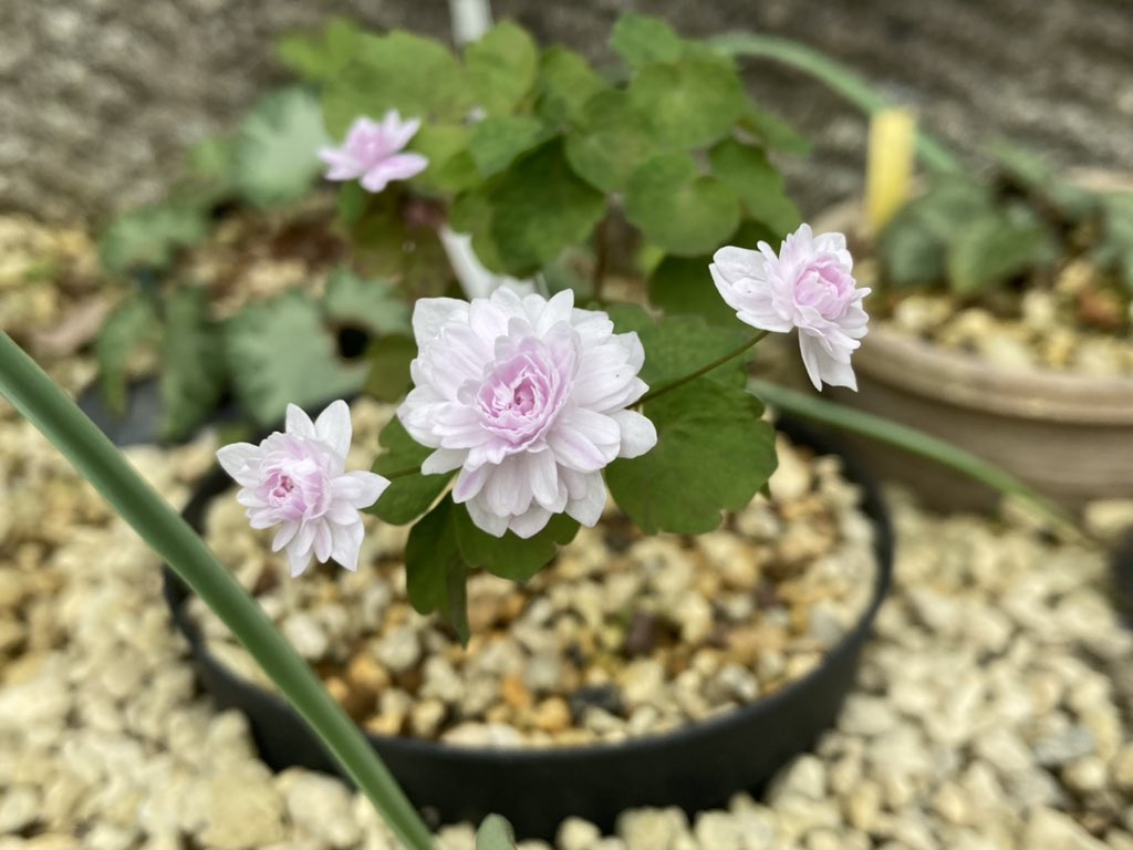 Nyanko 和菓子のような繊細な花です バイカカラマツ カメオ T Co G1yesndbsu T Co Ounvpm9cyu Twitter