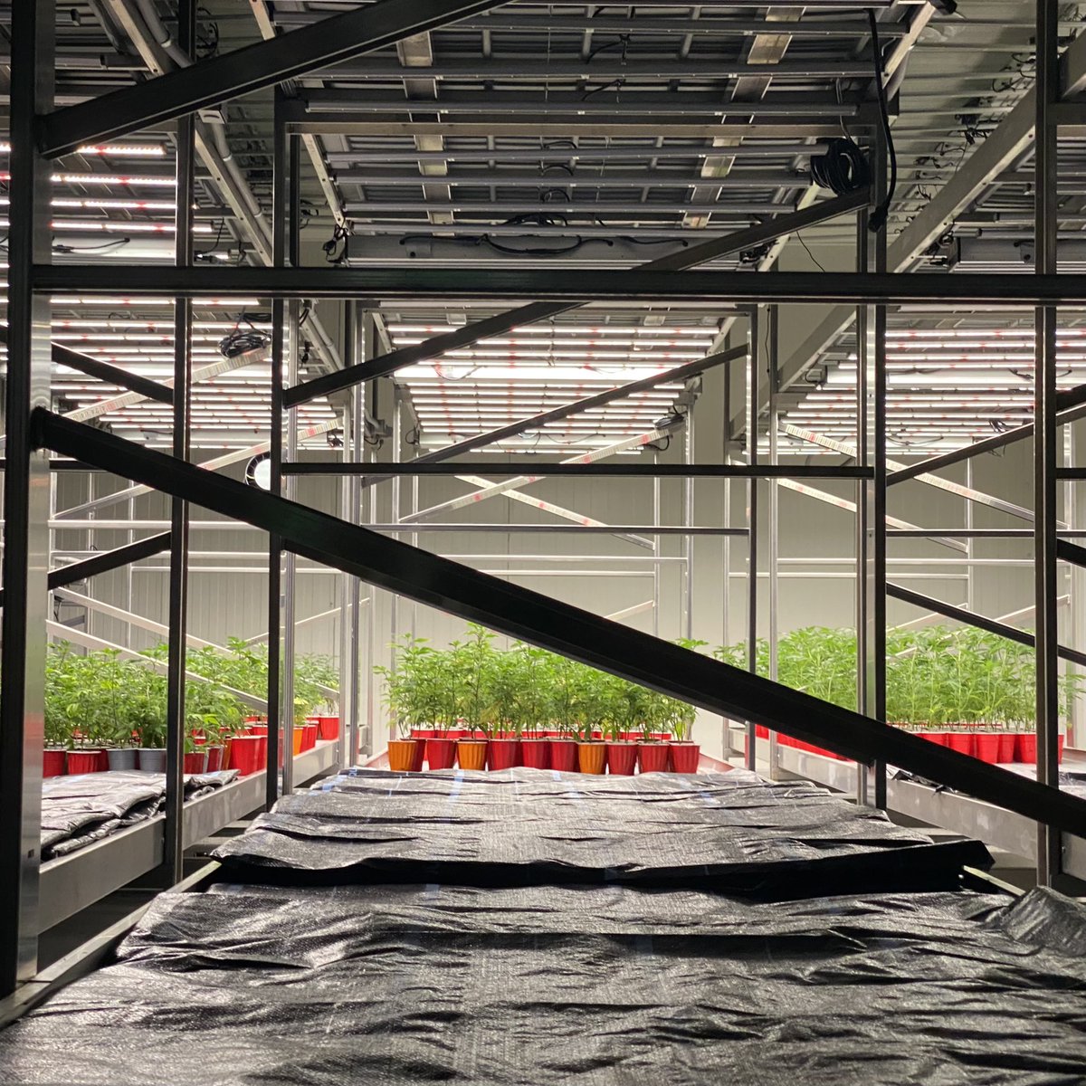 Let’s grow 🌱 #PureCoast #Veganics