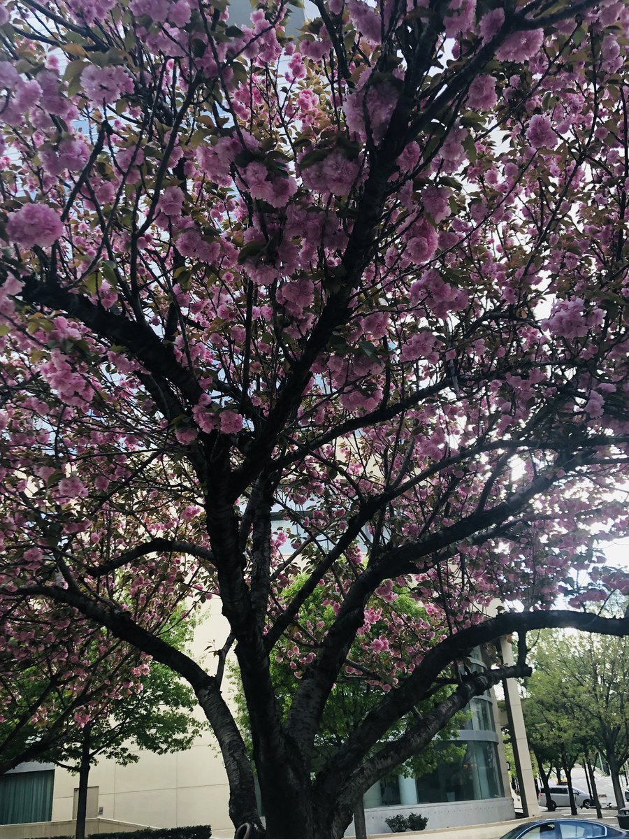 Sherine Salib tweet media