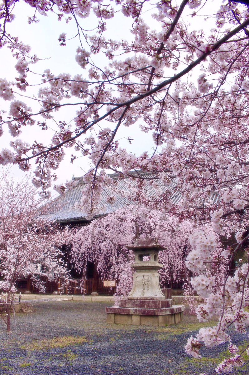 chitaka45's tweet photo. 立本寺　桜
#kyoto #京都　#temple #cherryblossom #そうだ京都行こう https://t.co/DkzcajeMts