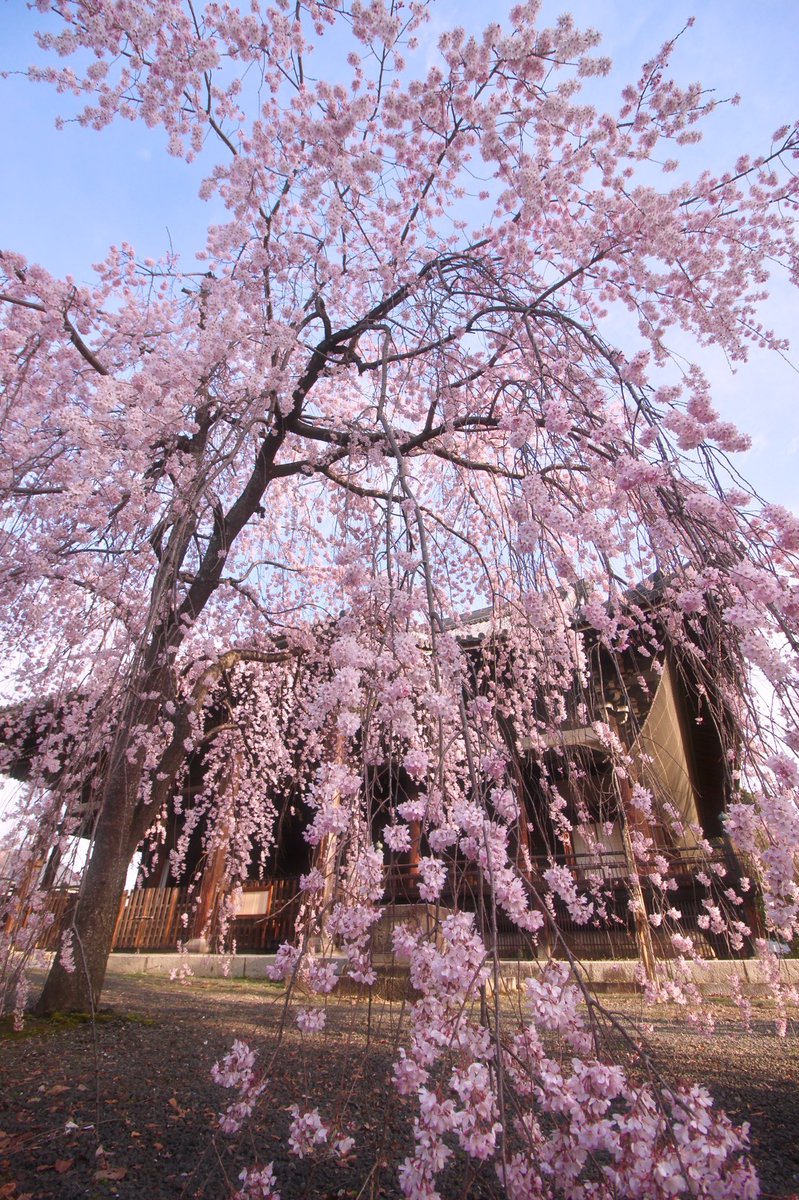 chitaka45's tweet photo. 立本寺　桜
#kyoto #京都　#temple #cherryblossom #そうだ京都行こう https://t.co/DkzcajeMts