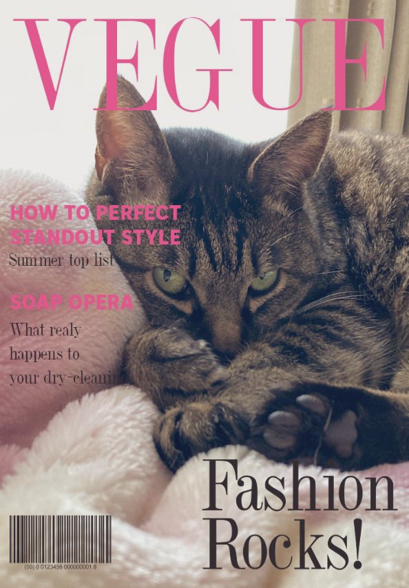 いい感じにポーズ決めてるから、雑誌の表紙にしてみた。 ＃保護猫 ＃猫好きさんと繋がりたい ＃cat ＃猫のいる生活 ＃猫 ＃cats ＃猫写真