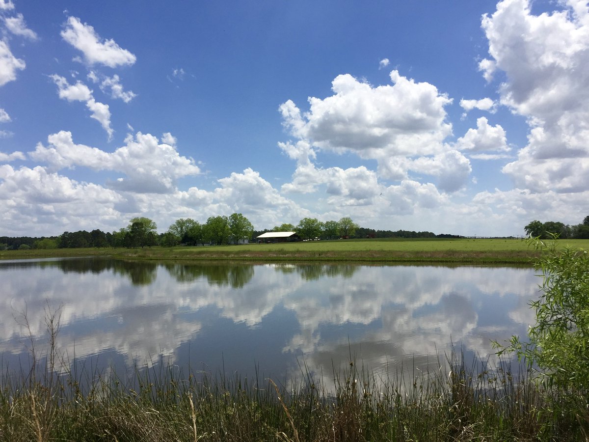 PrimariusReds's tweet image. Spring time in Georgia at the farm.